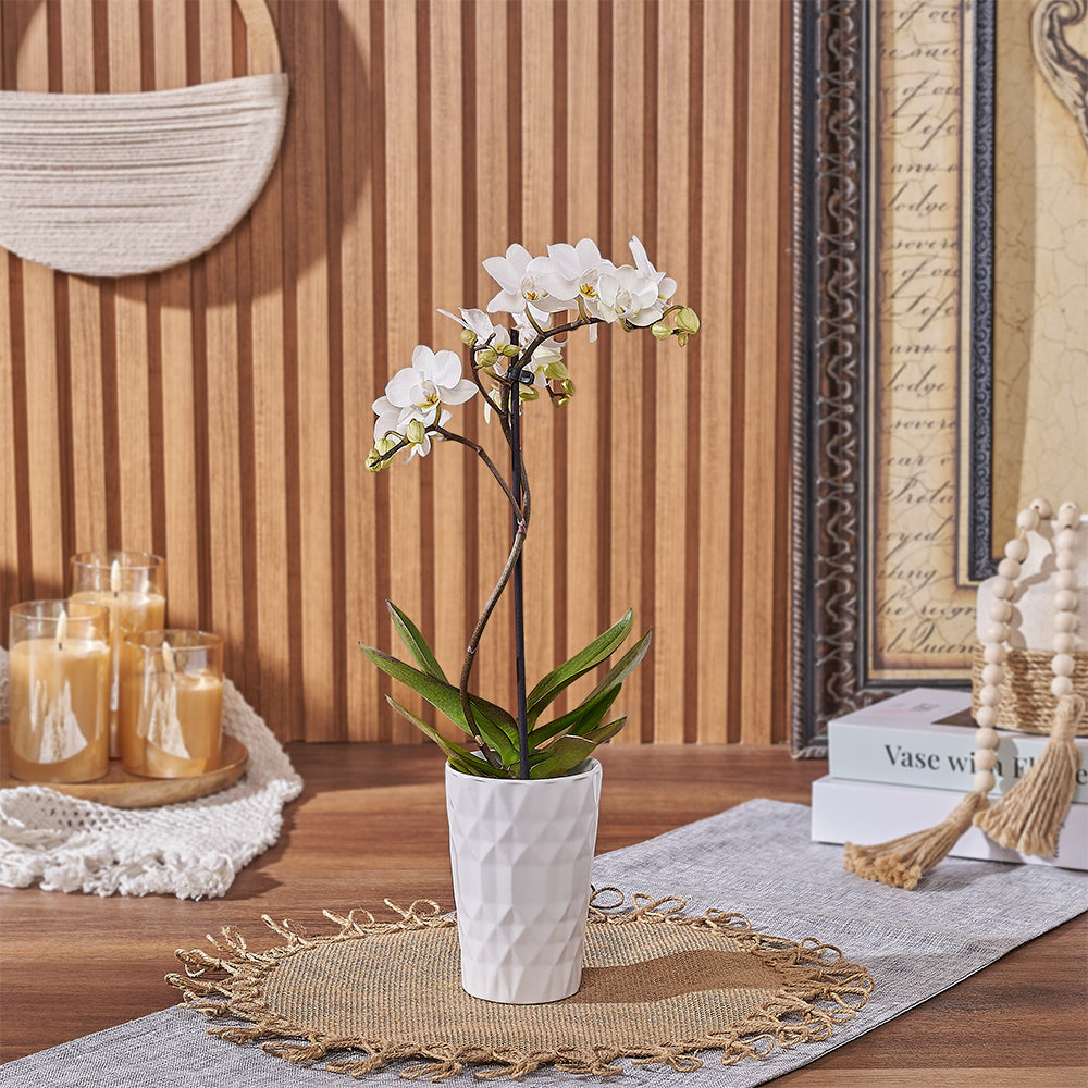 Indoor White Phalaenopsis Orchid – how the gift is presented