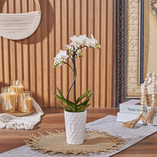 Delicate White Orchid Plant, plant gift, plant, orchid gift, orchid, America delivery
