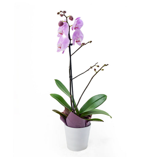 Floral Treasures Exotic Orchid Plant, Orchid Gifts from America Blooms - Same Day America Delivery