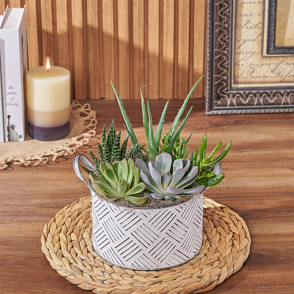 Succulent Garden Planter in Large Pot – how the gift is presented