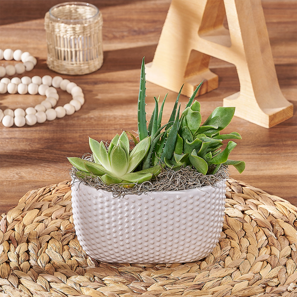 Three Succulent Garden Planter – how the gift is presented