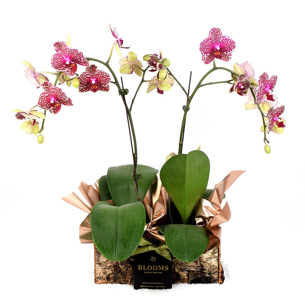 Deluxe Pink Orchid Plant Gift Planter – how the gift is presented
