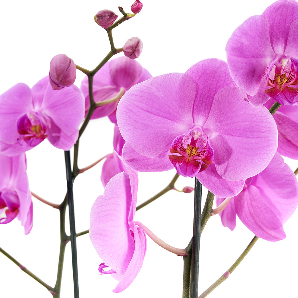 Pink Orchid in Black Hat Box – how the gift is presented
