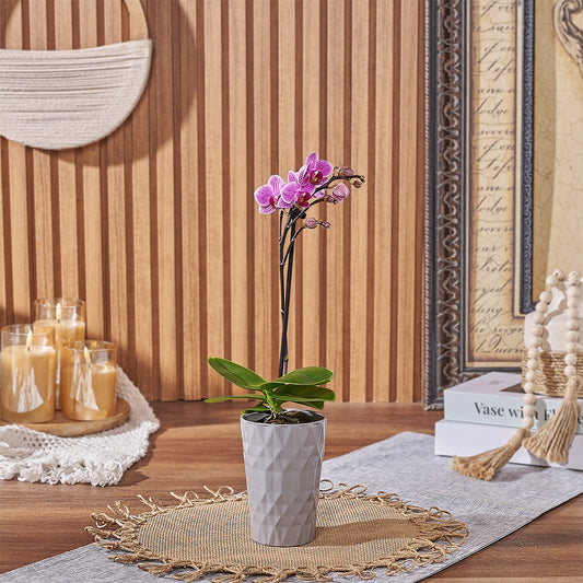 Petite Pink Orchid Gift, plant gift, plant, orchid gift, orchid, America delivery