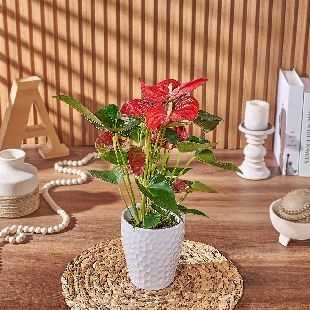 Red Anthurium Indoor Plant – how the gift is presented