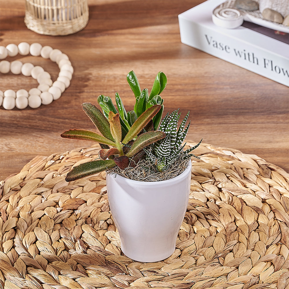 Ceramic Planter with Succulents – how the gift is presented