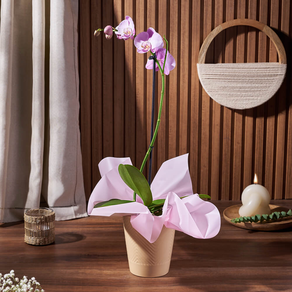 Purple Phalaenopsis Orchid Plant – how the gift is presented