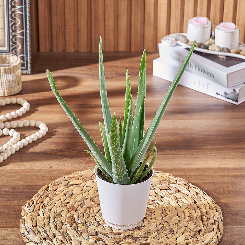 Aloe Vera Succulent Plant – how the gift is presented