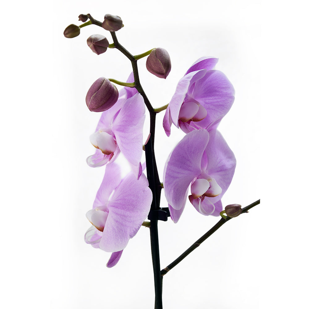 Floral Treasures Exotic Orchid Plant, Orchid Gifts from America Blooms - Same Day America Delivery