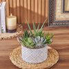 With the Generous Succulent Gift, enjoy a beautiful and vibrant plant gift that is sure to brighten up any space, America delivery