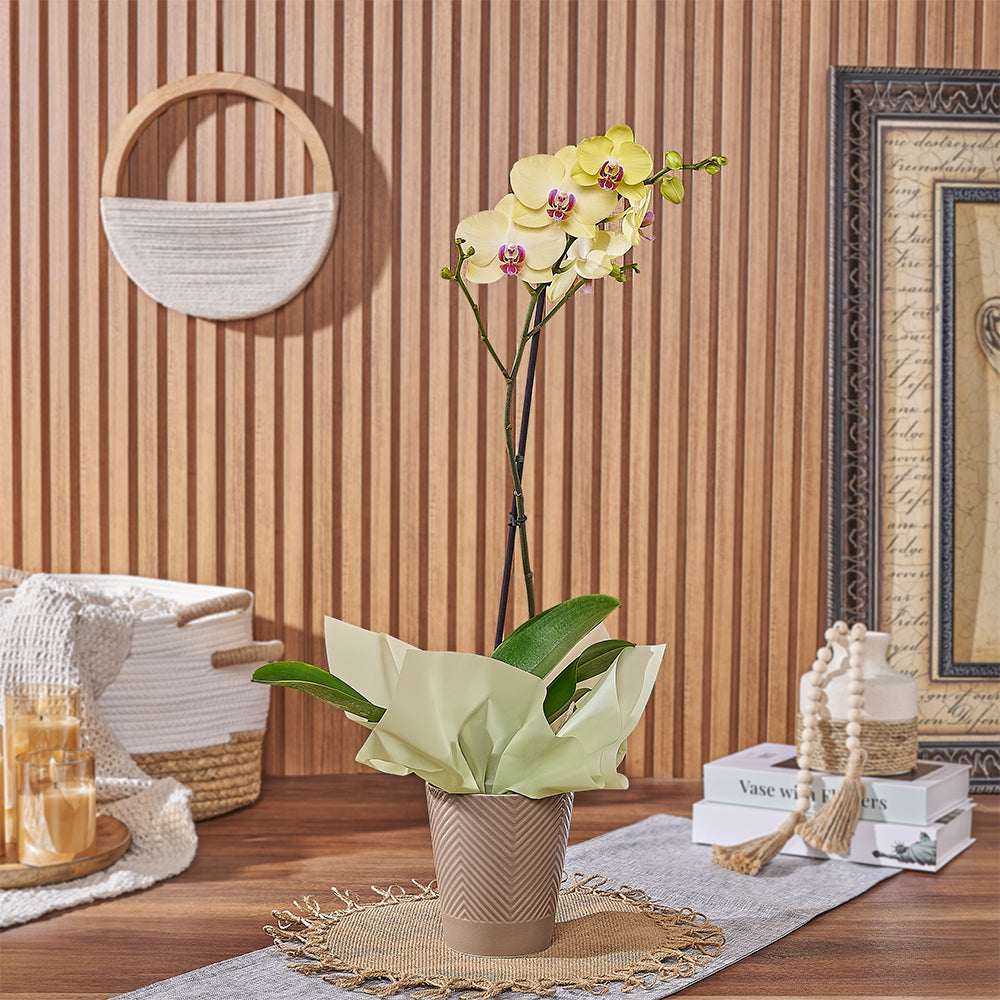 Indoor Yellow Phalaenopsis Orchid Plant – how the gift is presented