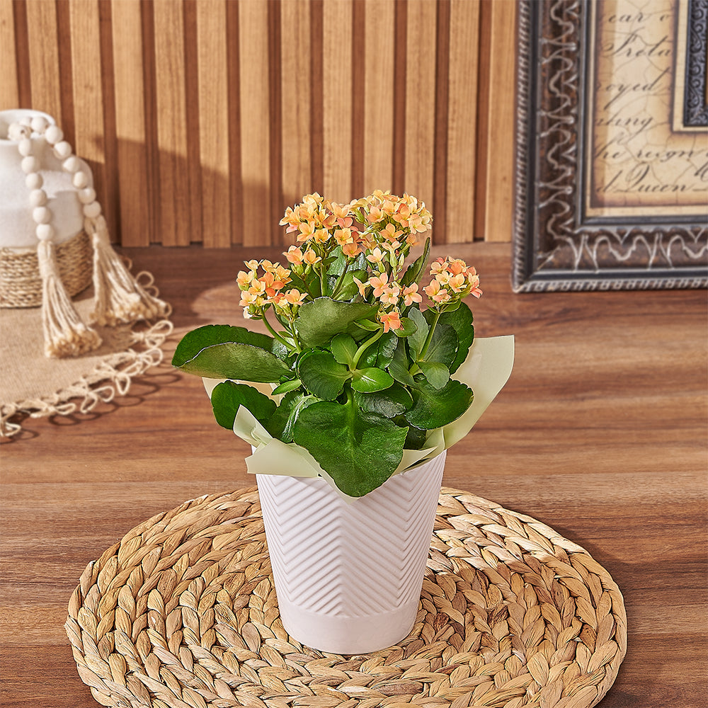 Assorted Kalanchoe Plant Gift – how the gift is presented