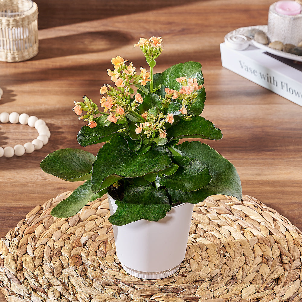 Decorative Potted Kalanchoe Plant – how the gift is presented