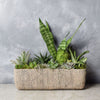 Little Oasis Succulent Garden from America Baskets - America Delivery