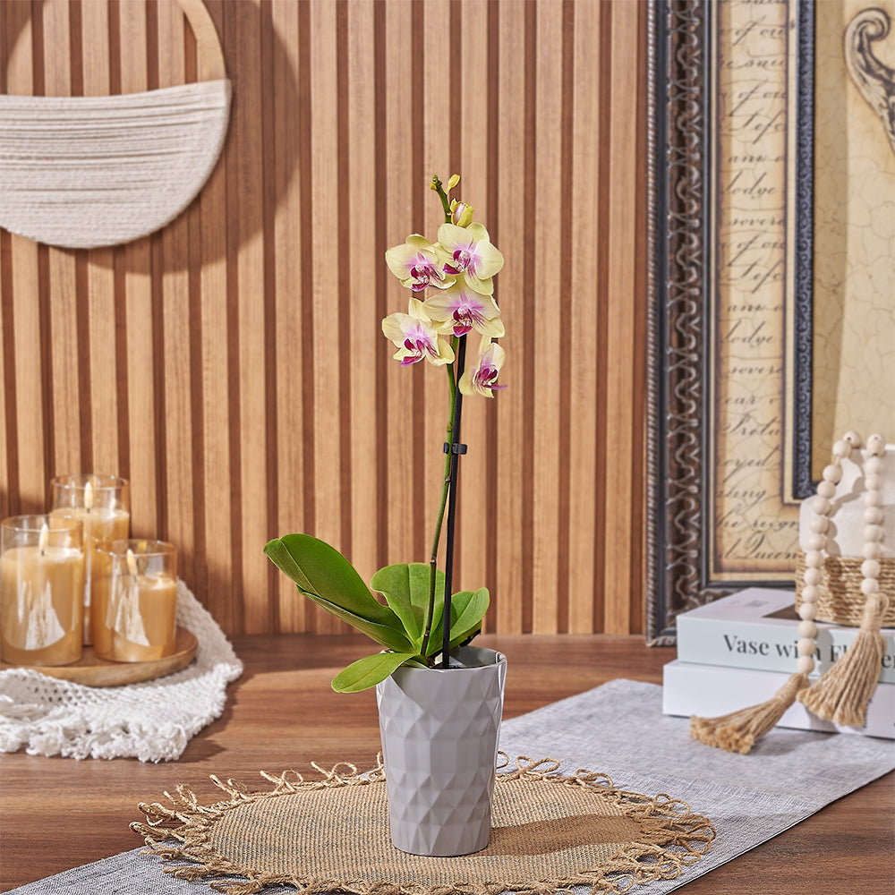Yellow Orchid Plant Gift – how the gift is presented
