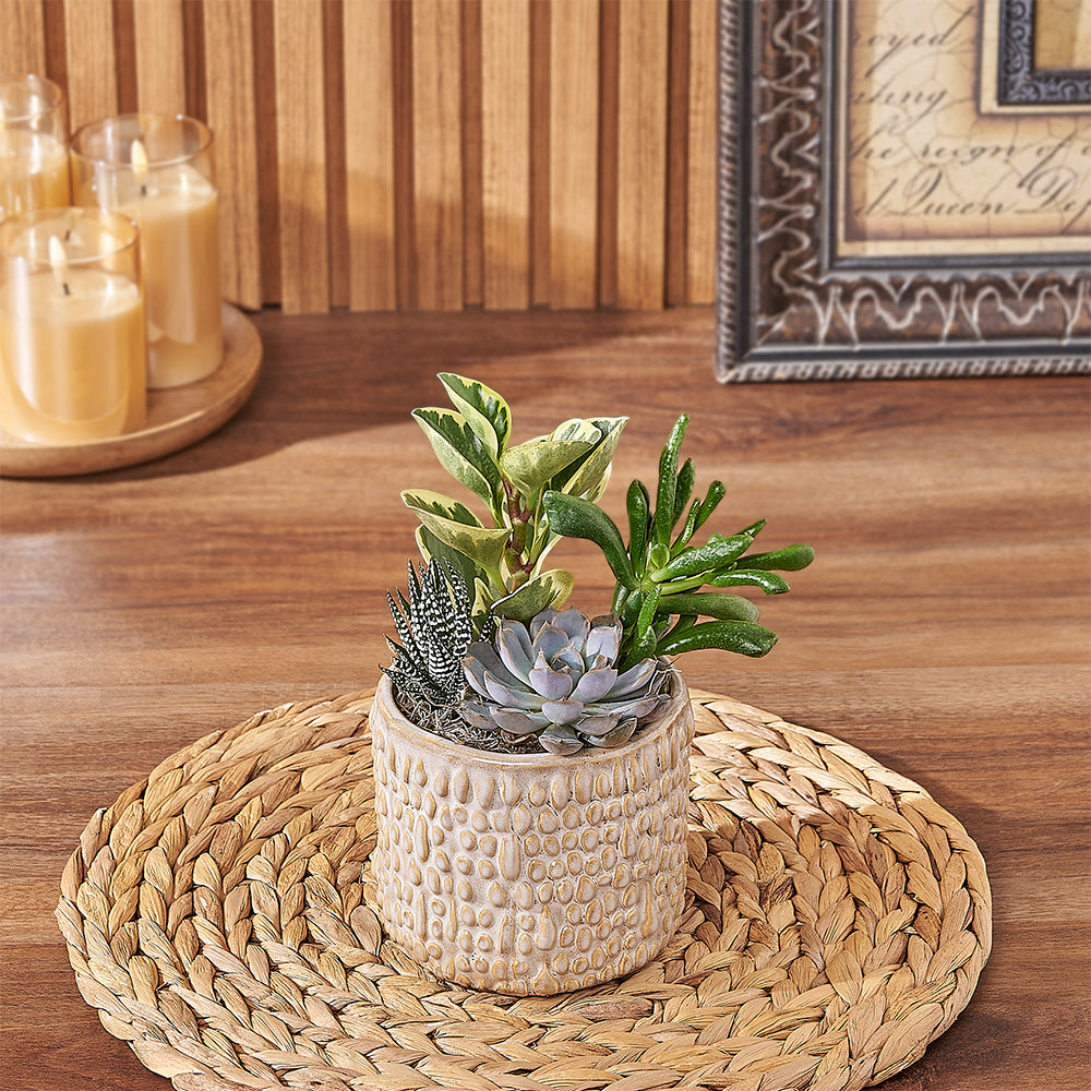 Succulent Plant in Textured Planter – how the gift is presented