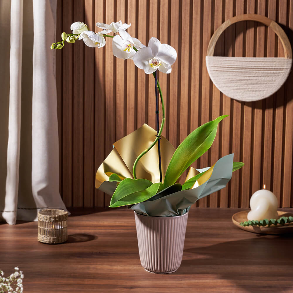 Custom Valentine’s Day Gift Baskets - Pearl Essence Exotic Orchid Plant