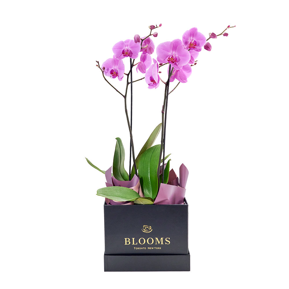 Pink orchid arranged in a black box. Same Day America Delivery