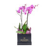 Pink orchid arranged in a black box. Same Day America Delivery