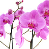 Pink orchid arranged in a black box. Same Day America Delivery