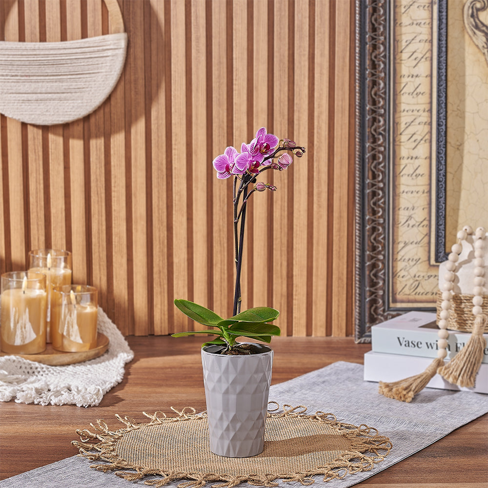 Mini Pink Orchid Plant – how the gift is presented