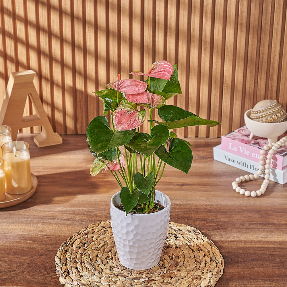 Indoor Pink Anthurium in White Pot – how the gift is presented