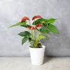 Potted Anthurium Plant from America Baskets - Planter Gift - America Delivery.