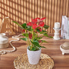 Potted Anthurium Plant, plant gift, plant, floral gift, floral, America delivery