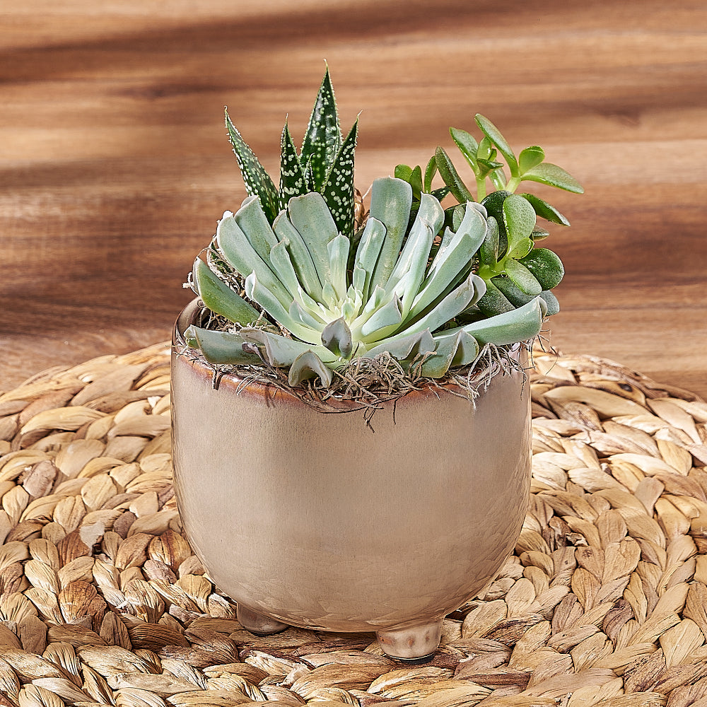 Housewarming Succulent Trio Potted Plant Gift – how the gift is presented