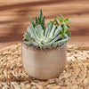 Potted Succulent Trio, plant gift, plant, succulent gift, succulent, America delivery