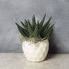 Potted Zebra Plant Succulent from America Baskets - Planter Gift - America Delivery.