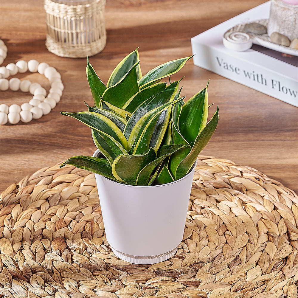 Sansevieria Plant Gift – how the gift is presented