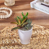 Small Succulent Trio, plant gift, plant, succulent gift, succulent, America delivery