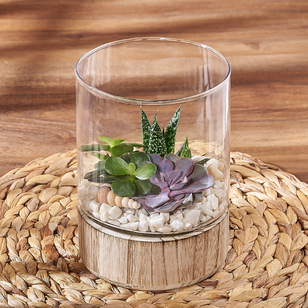 Succulent Garden Terrarium, plant gift, plant, succulent gift, succulent, America delivery