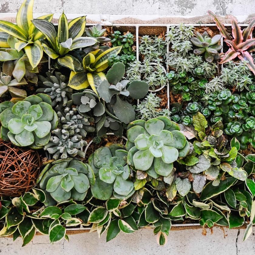Succulents &amp; Cacti From America Baskets - Plant Subscription - America Delivery