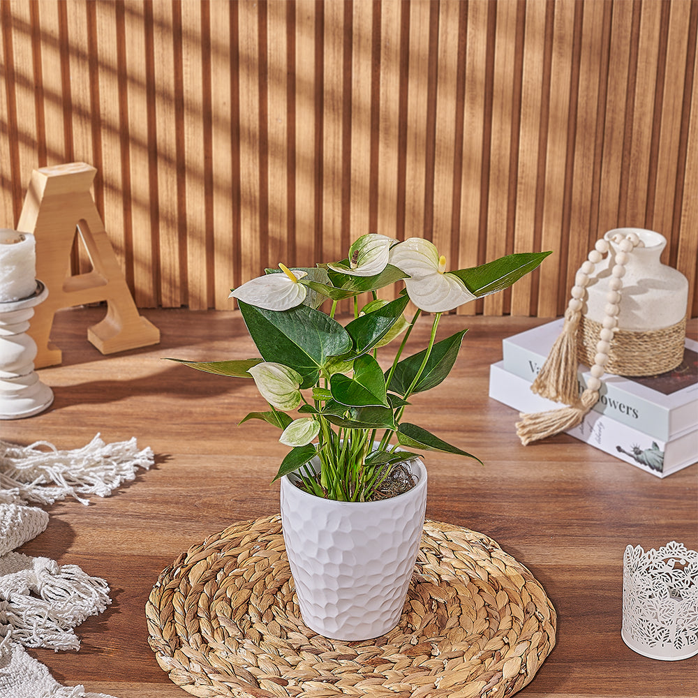 White Anthurium Indoor Plant Gift – how the gift is presented