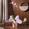 Wondrous Orchid Gift, orchid gift, orchid, plant gift, plant, flower gift, flower, America delivery