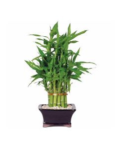 Emerald Miracle Bamboo Plant